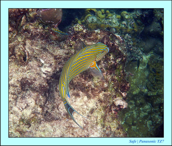 2011 - 07 - Koh Lipe 78